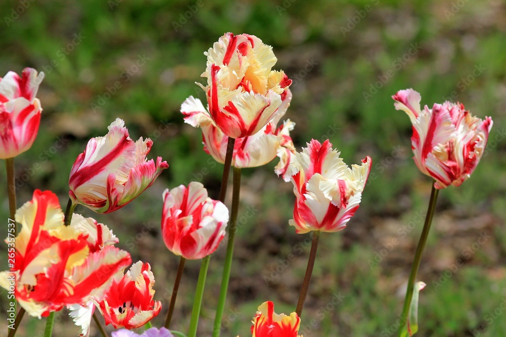 Bright tulips in the Park