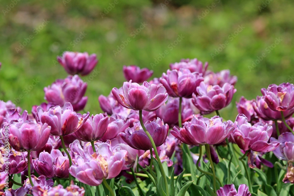 Bright tulips in the Park