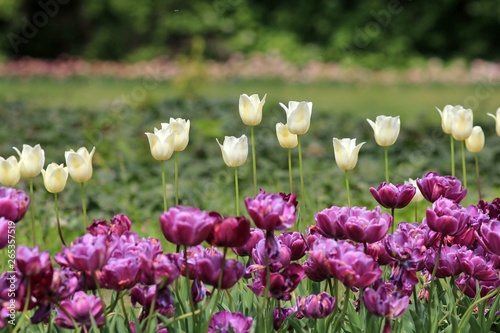 Bright tulips in the Park