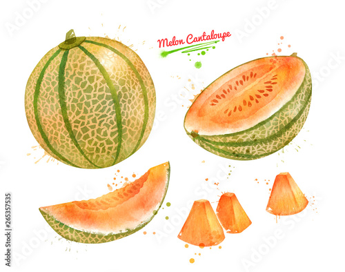 Watercolor illustration of Melon Cantaloupe