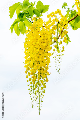 фотографія Golden shower flower or Indian laburnum on light background