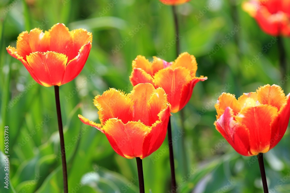 Obraz premium Bright tulips in the Park