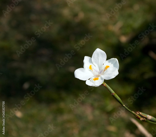 small flowers with white petals