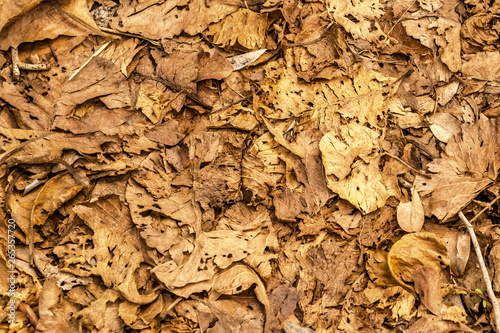 a lot of dry yellow leaves in the forest ground on a hot day, Natural background