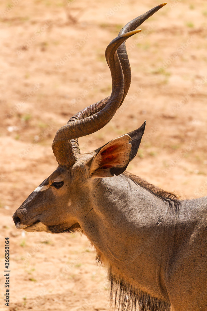 Male greater kudu (Tragelaphus strepsiceros), with magnificent twisted horns, side view profile. Samburu National Reserve, Kenya, East Africa Male greater kudu (Tragelaphus strepsiceros), with magnificent twisted horns, side view profile. Samburu National Reserve, Kenya, East Africa