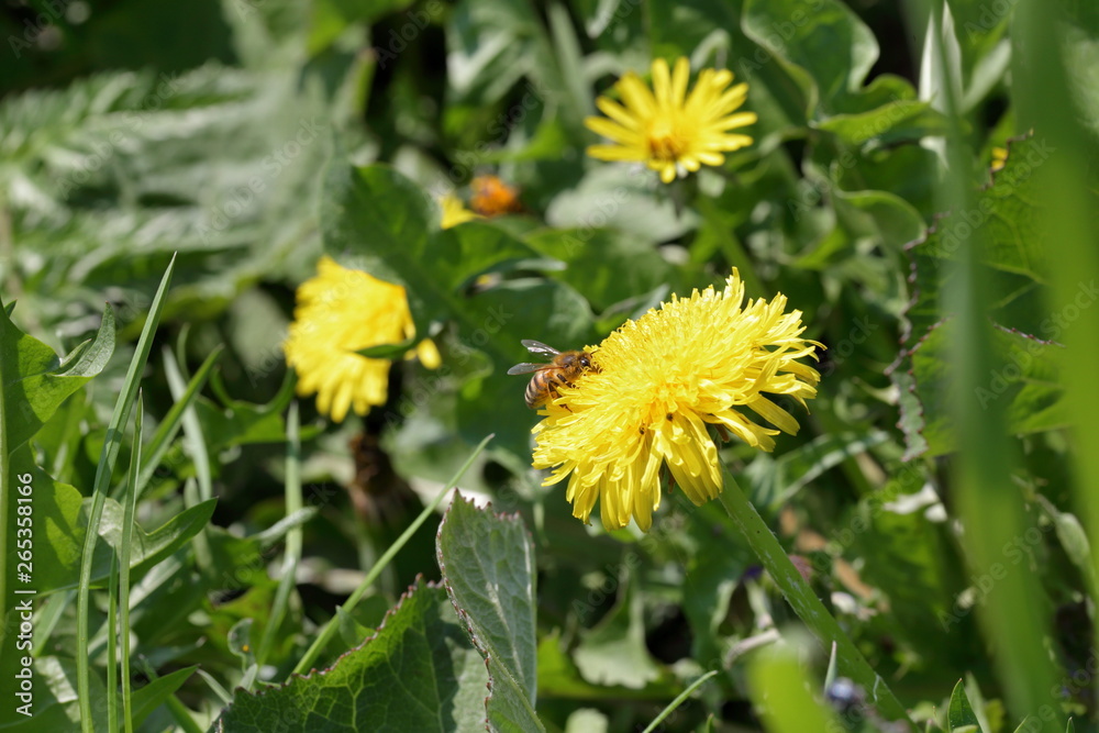 Bee on yellow dog flower dandelion blowball Bee on yellow dog flower dandelion blowball