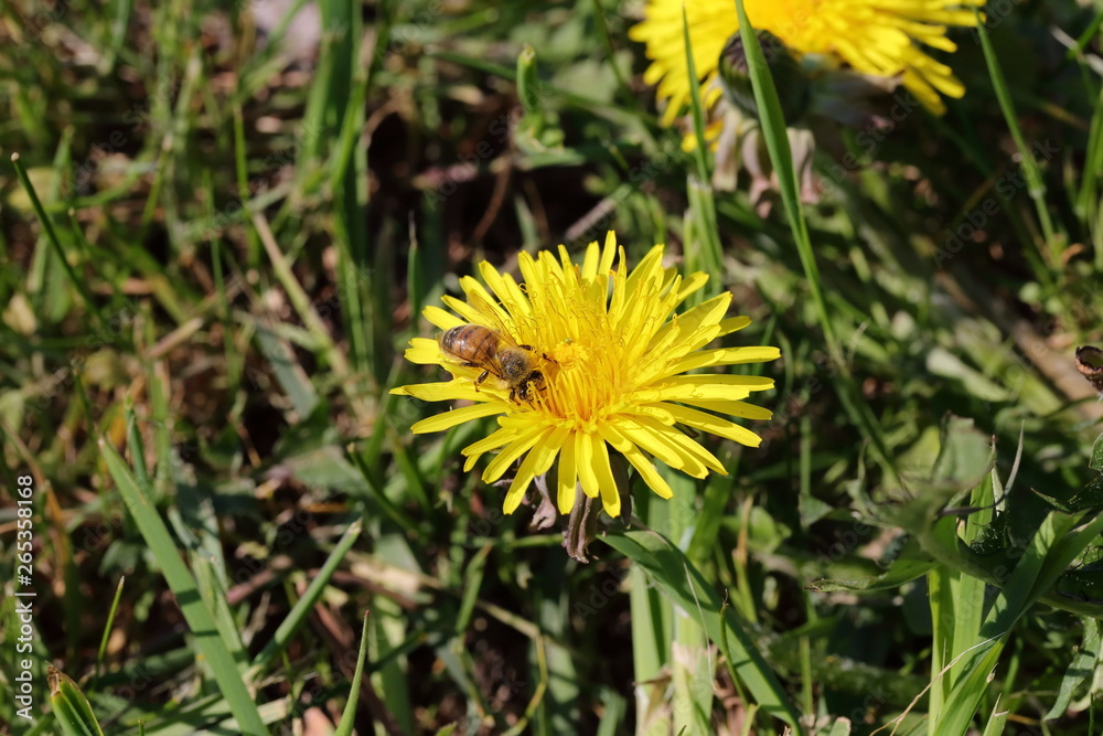 Bee on yellow dog flower dandelion blowball Bee on yellow dog flower dandelion blowball