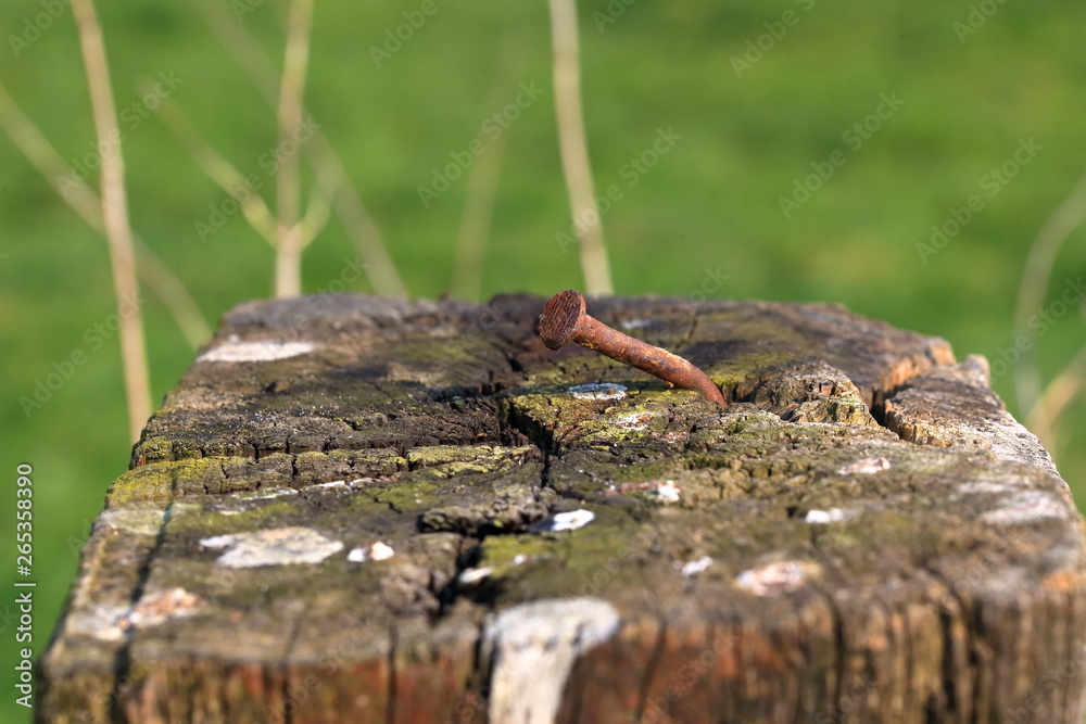 Fototapeta premium rusty nail, detail, on fence post, in front of blurred environment
