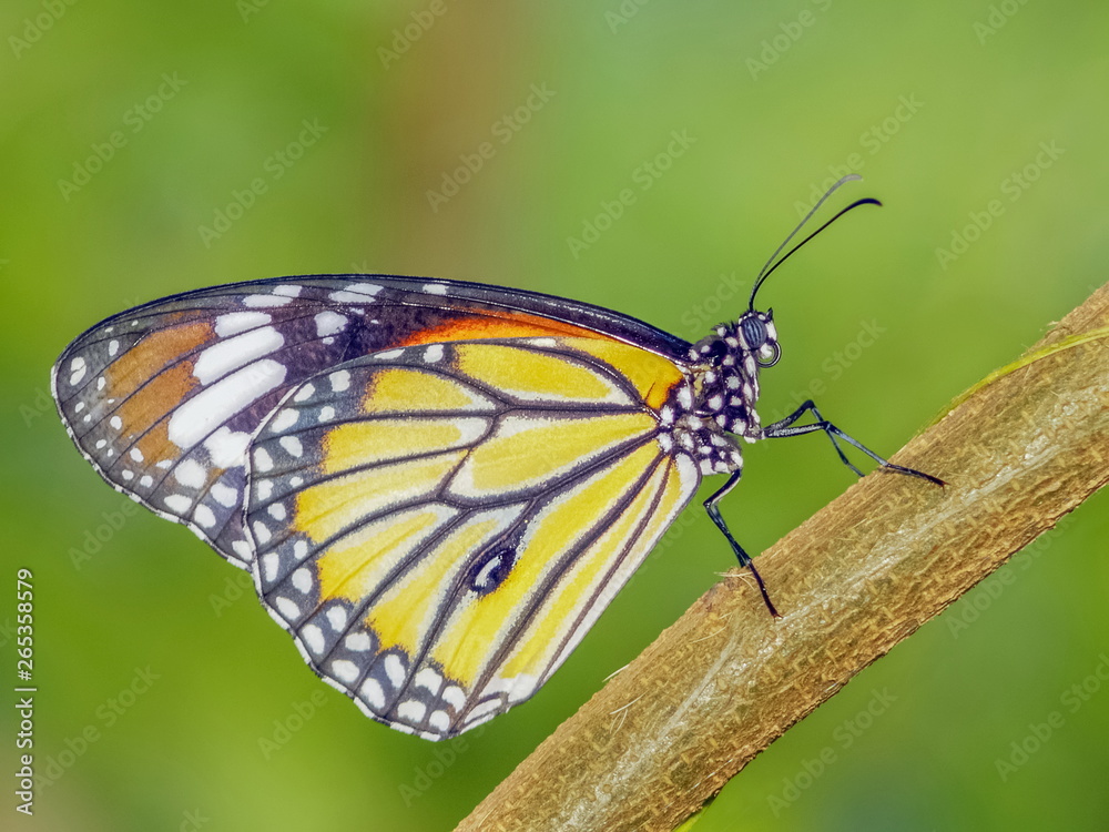 Naklejka premium Close-up Common Tiger (Danaus genutia), beautiful orange, white and black color pattern wing, Monarch butterfly resting on branch with natural blurred background, Thailand.
