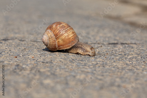 Snail, slowly crossing the street