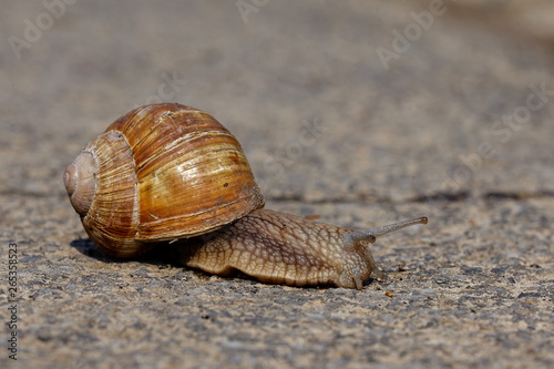 Snail, slowly crossing the street