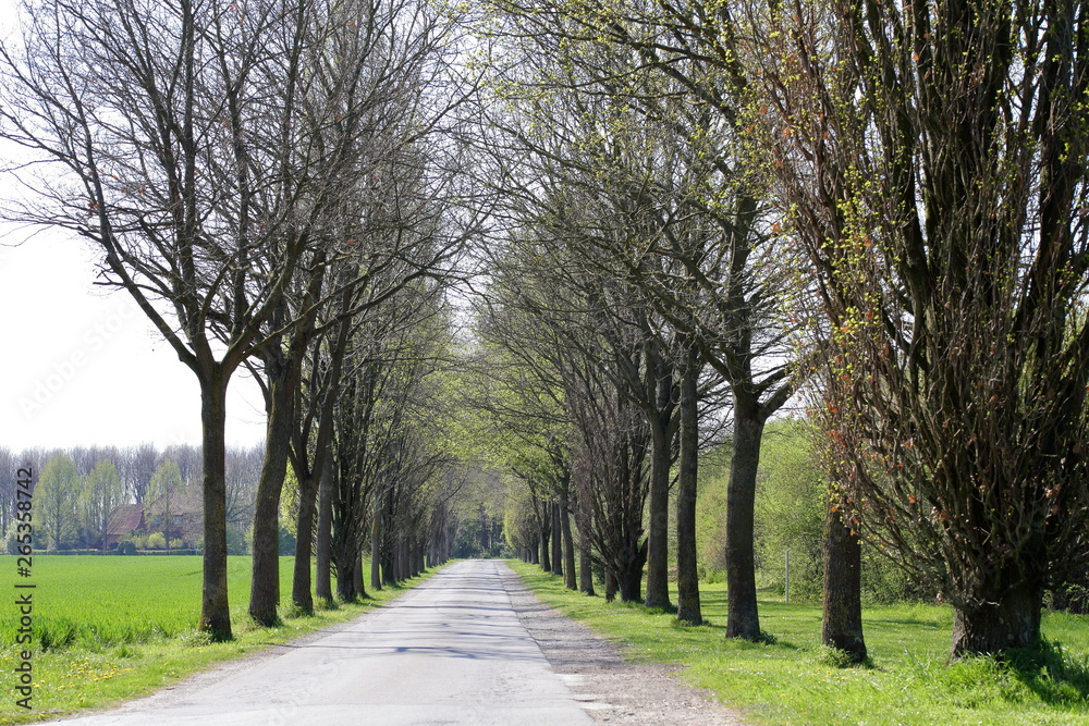 alley in the park