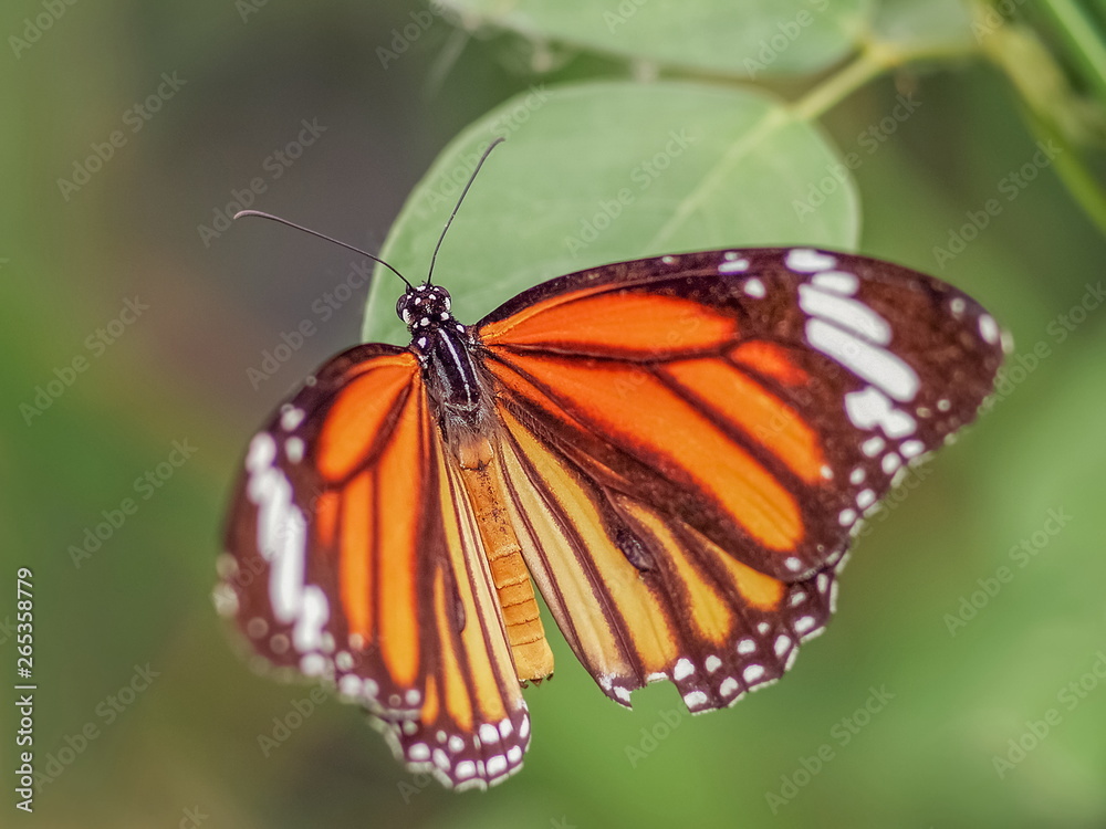 Close-up Common Tiger (Danaus genutia), beautiful orange, white and black color pattern wing, Monarch butterfly resting on green leaf with natural blurred background, Thailand. Close-up Common Tiger (Danaus genutia), beautiful orange, white and black color pattern wing, Monarch butterfly resting on green leaf with natural blurred background, Thailand.