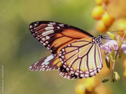 Close-up Common Tiger (Danaus genutia), beautiful orange, white and black color pattern wing, Monarch butterfly feeding on flower with natural blurred background, Thailand. © Yuttana Joe