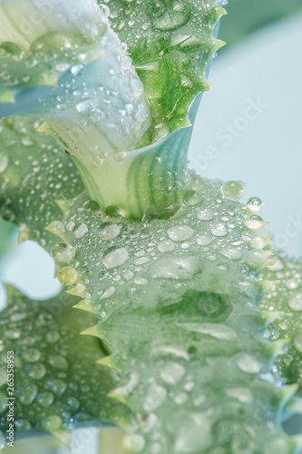 aloe vera plant close-up