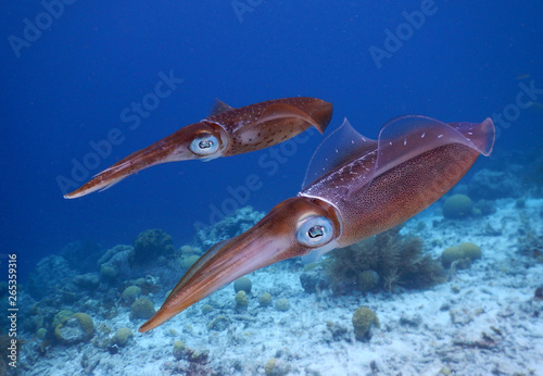 Squids photo