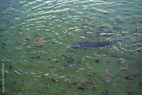 Big River catfish and fish in cooling cooling pond of Chernobyl nuclear power plant  Pripyat River. Top view of huge river catfish in river