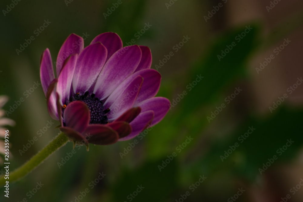 Fototapeta premium Flores