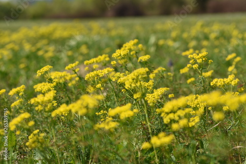  Rapeseed field. Yellow flowers. Rape