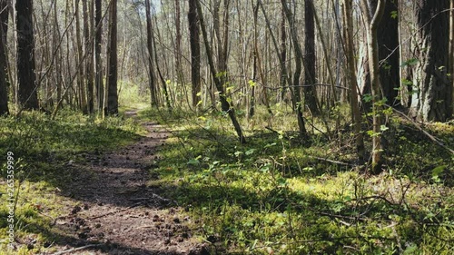 Spring season in a sunny blooming forest.