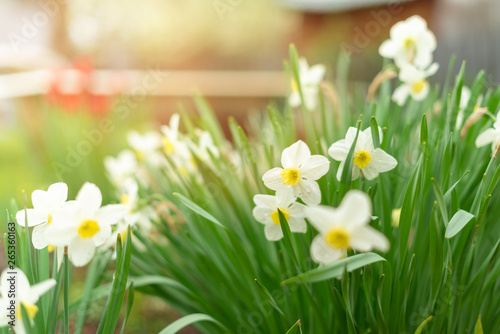 Narcissus - daffodil flowers, selective focus. Greeting card concept, banner or background