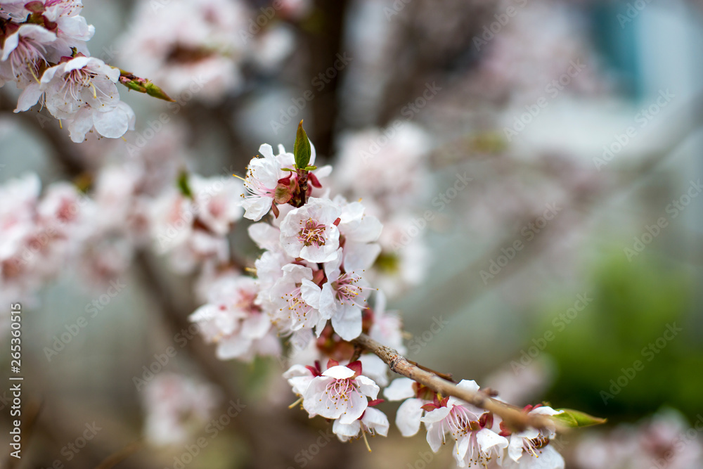 apricot blossom. white-pink flowers on a still completely bare tree, green leaves have not yet blossomed apricot blossom. white-pink flowers on a still completely bare tree, green leaves have not yet blossomed