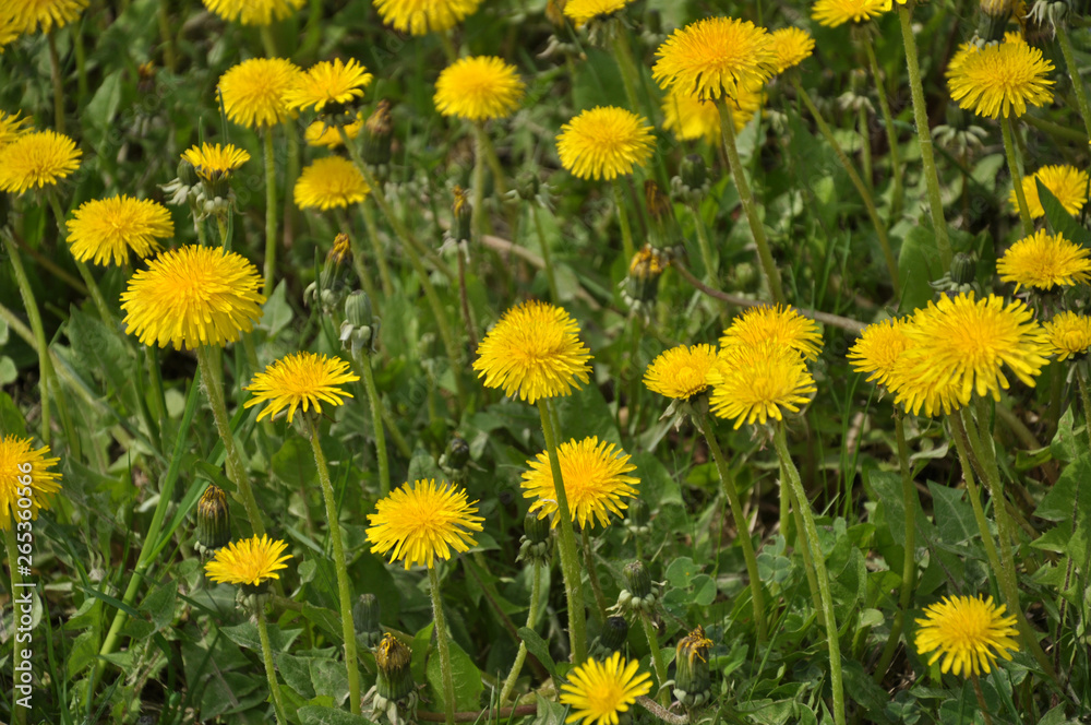 The massive flowering of dandelion in nature The massive flowering of dandelion in nature