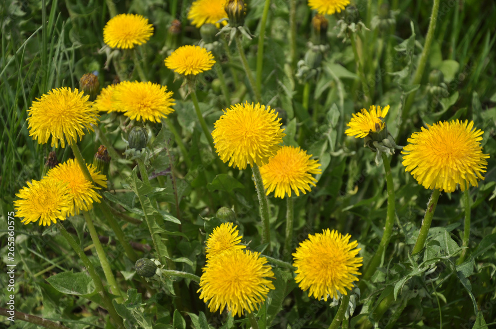 The massive flowering of dandelion in nature The massive flowering of dandelion in nature