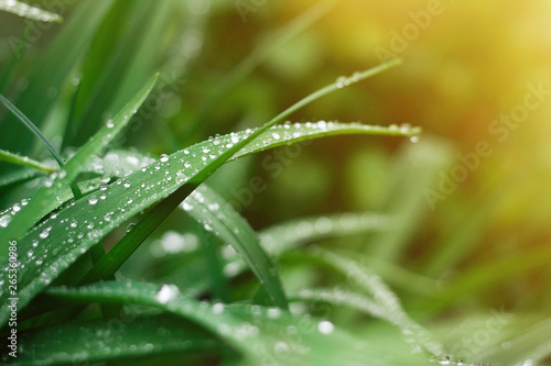 Grass background with rain drops in sun flare