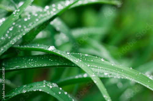 Grass background with rain drops