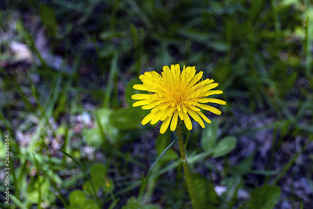 Obraz premium medical dandelion plant and blossom,