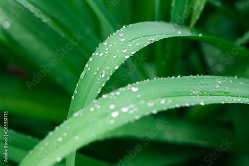 Grass background with water drops