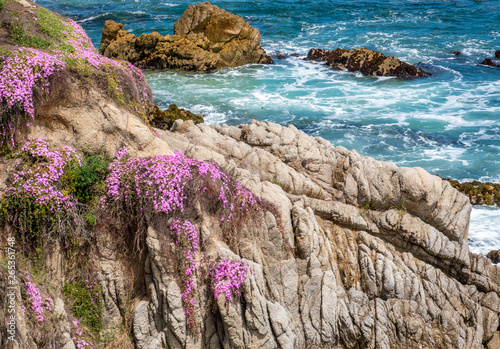 Blooming ice plants cling to the side of the rocky cliff, giving a vibrant pink color, in Pacific Grove, along the Monterey Bay of central California.  