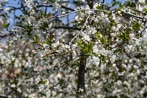 cherry tree filled with flowers, cherry tree.cherry  tree flowering in spring © kodbanker