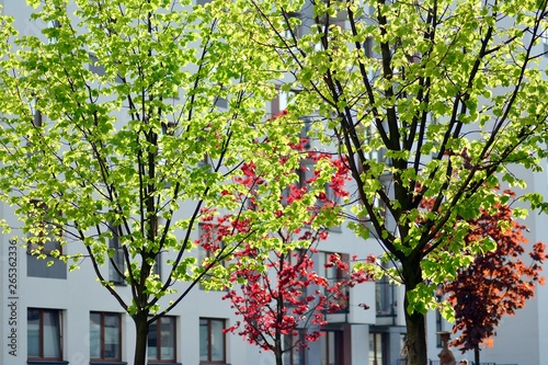 Ornamental shrubs and plants near a residential city house