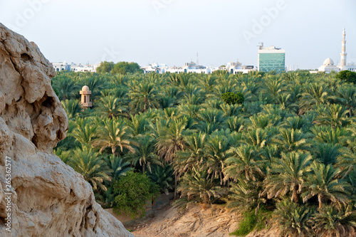 Landscape of an oasis of date palm trees against the modern skyline of a desert city, in Al Ain, the UAE