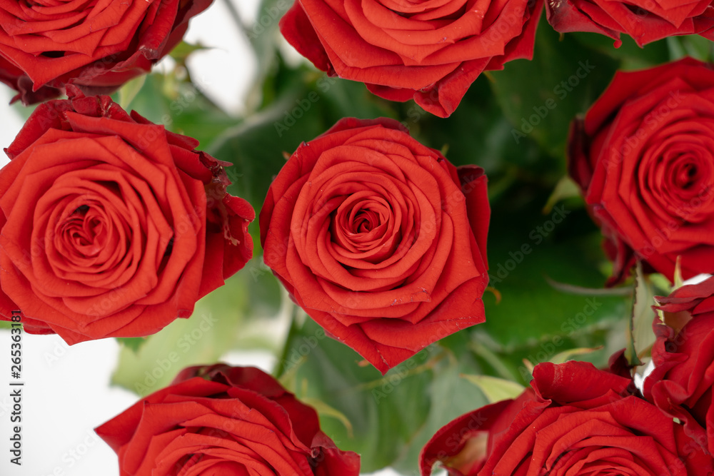 Obraz premium Roses in vase