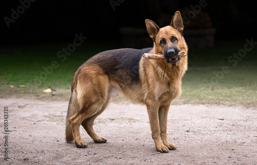 Portrait of German Shepherd