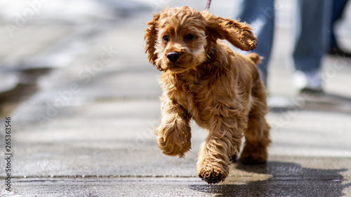 dog running