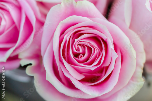 pink rose