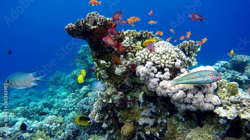 Wallpaper Mural Reef and beautiful fish. Underwater life in the ocean. Tropical fish.  Torontodigital.ca