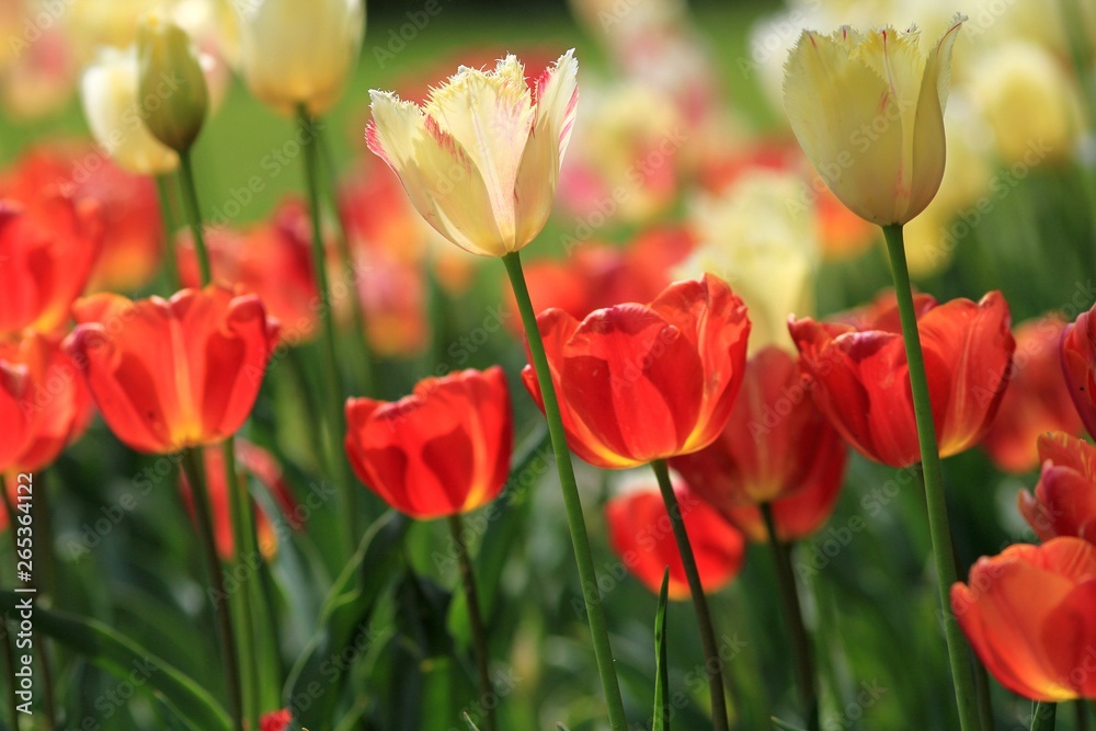 Beautiful tulips in the Park Beautiful tulips in the Park