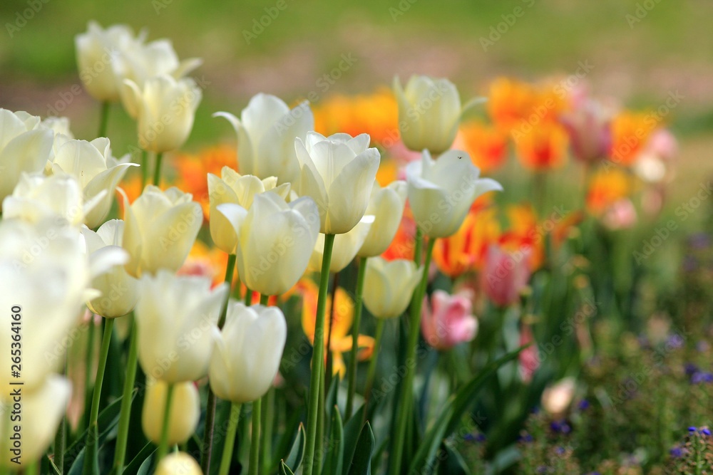 Obraz premium Beautiful tulips in the Park