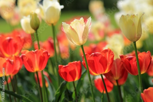 Beautiful tulips in the Park © dinar12