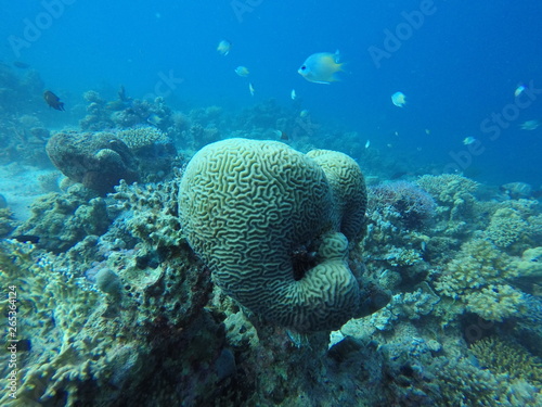 Korallen im Roten Meer