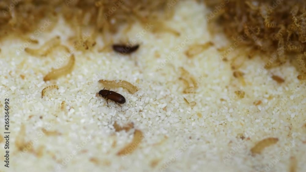 Krabbelnde Käfer und Larven im Weizengrieß 