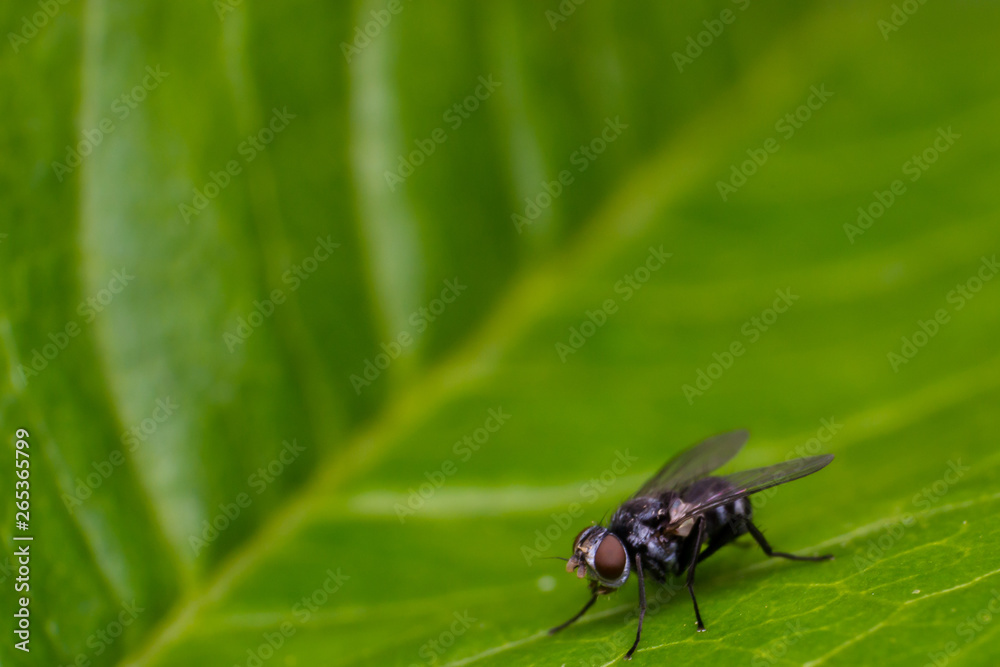 small fly on green leaf in spring season small fly on green leaf in spring season