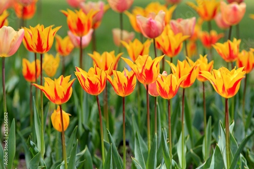 Bright tulips in the Park