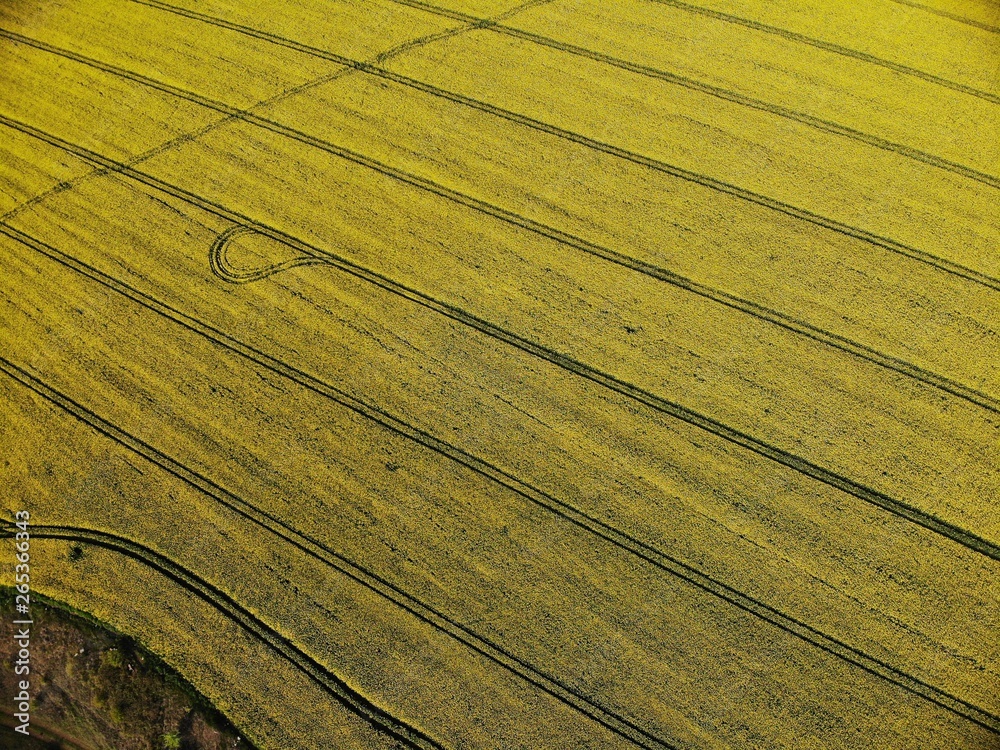 Drone View of Yellow Rape Seed Fields Drone View of Yellow Rape Seed Fields