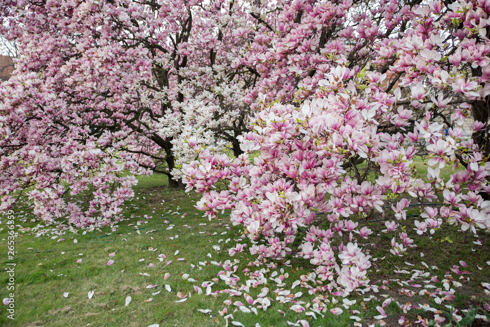 Flowering Magnolia Tulip Tree. Pink magnolias in spring day Flowering Magnolia Tulip Tree. Pink magnolias in spring day